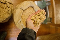 Hand, gefüllt mit Getreide