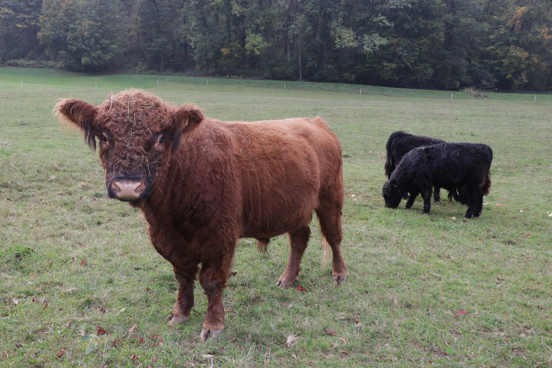 Zotteliges braunes Rind im Vordergrund, zwei schwarze Rinder im Hintergrund